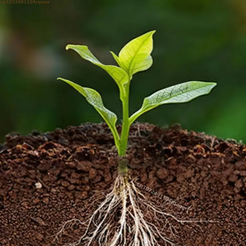Plantenwortelpoeder Indolebuty - Rooting Hormone Powder recensie en prijs