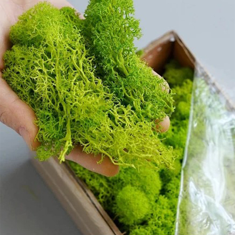 Kunstmatige Groene Planten Min - Sphagnum Moss Dry recensie en prijs