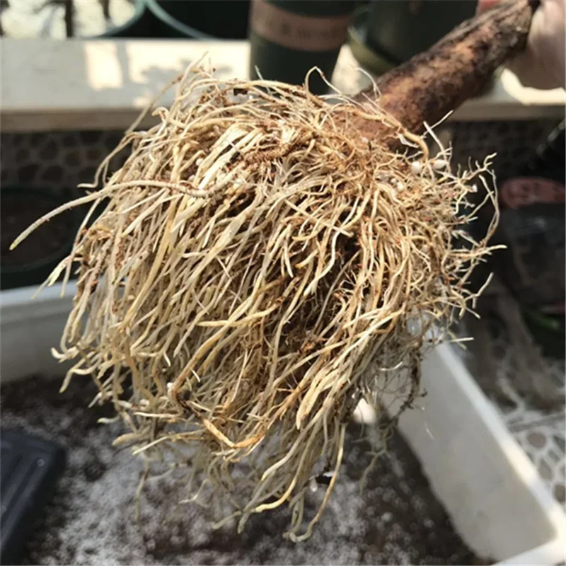 10G Snel Bewortelende Poederho - Rooting Hormone Powder recensie en prijs